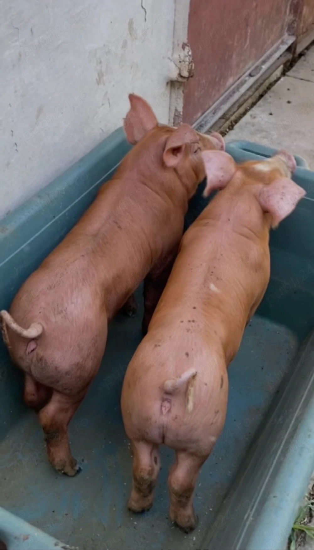 purcei pietrain x duroc