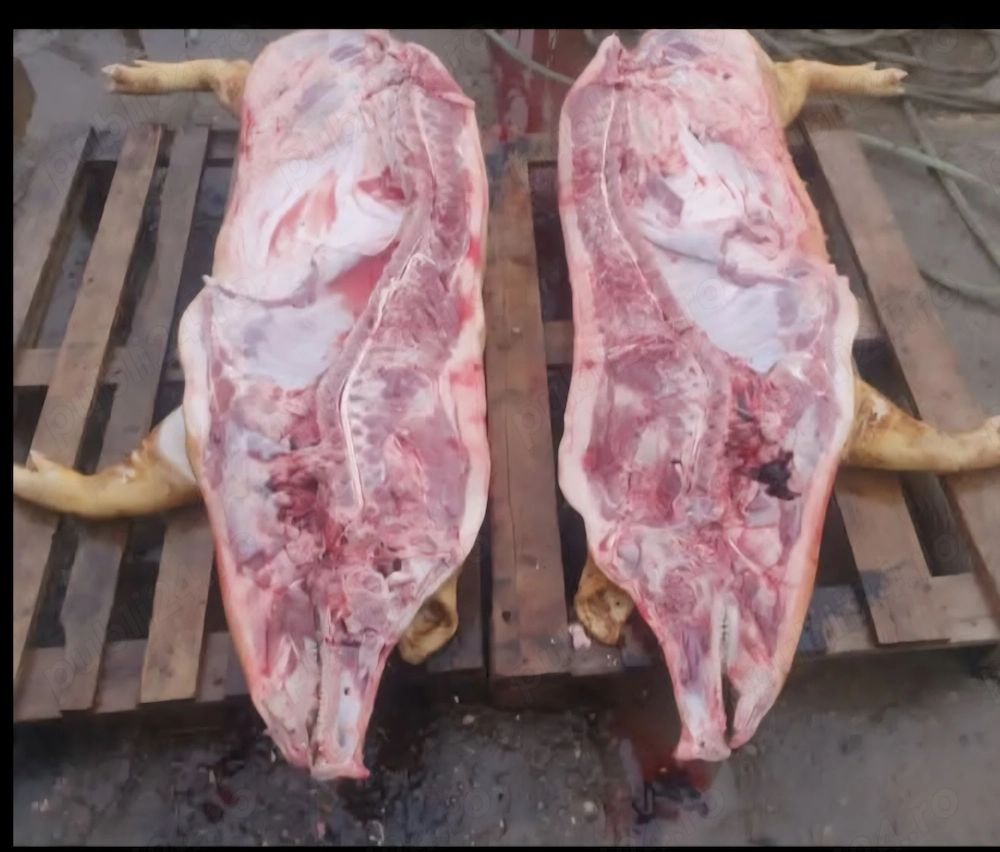 Carcasa porc ..