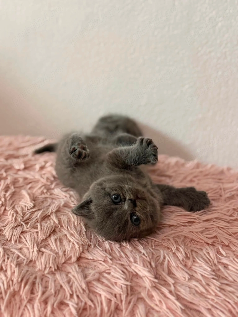 British shortair blue  scottish fold