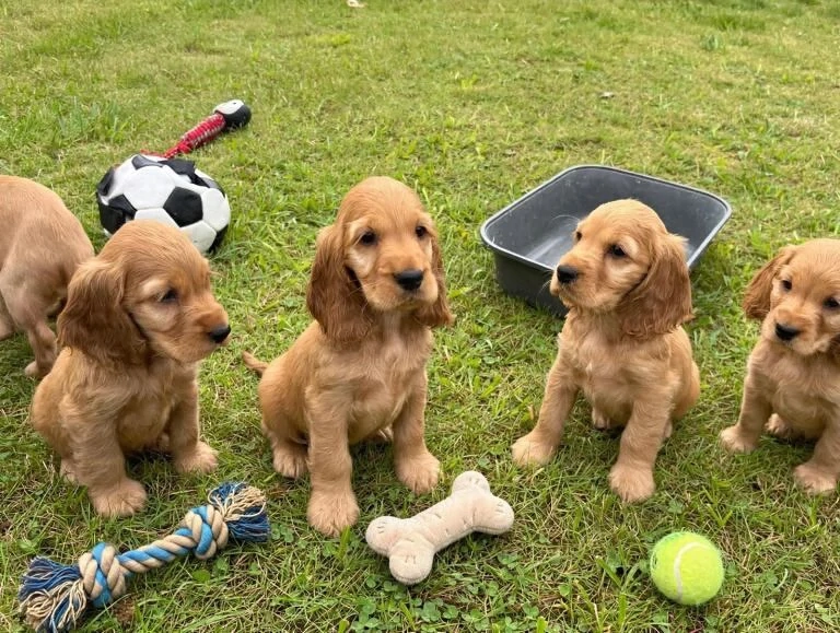 Cocker Spaniel Englez auriu - Canisă autorizată 