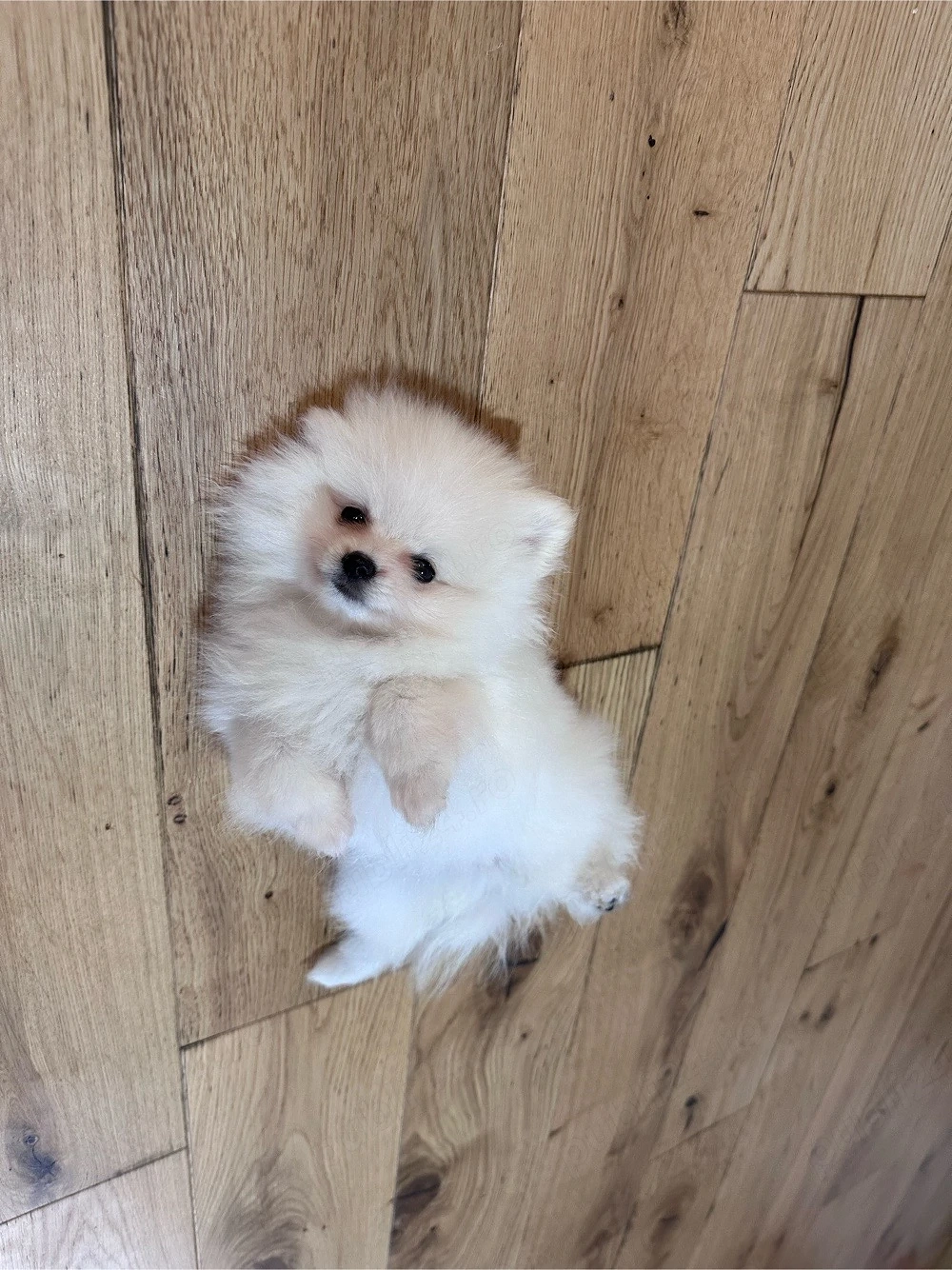 pomeranian femele pui 