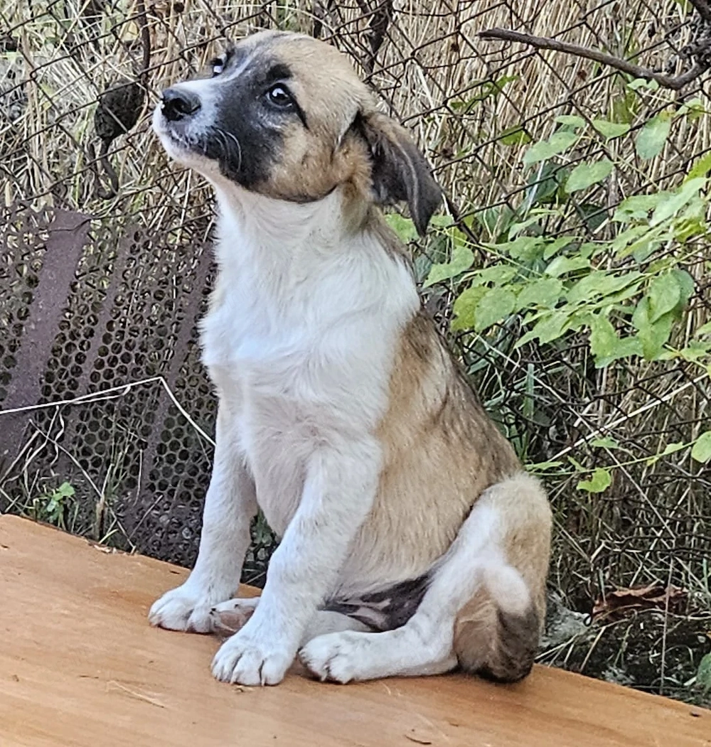 Ofer spre adoptie doua cateluse