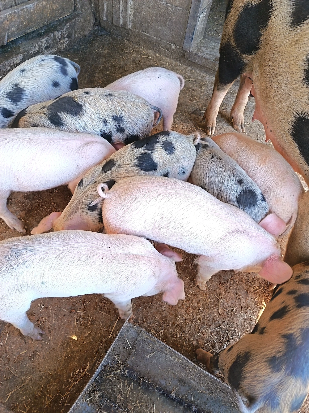 Vând purcei landrace
