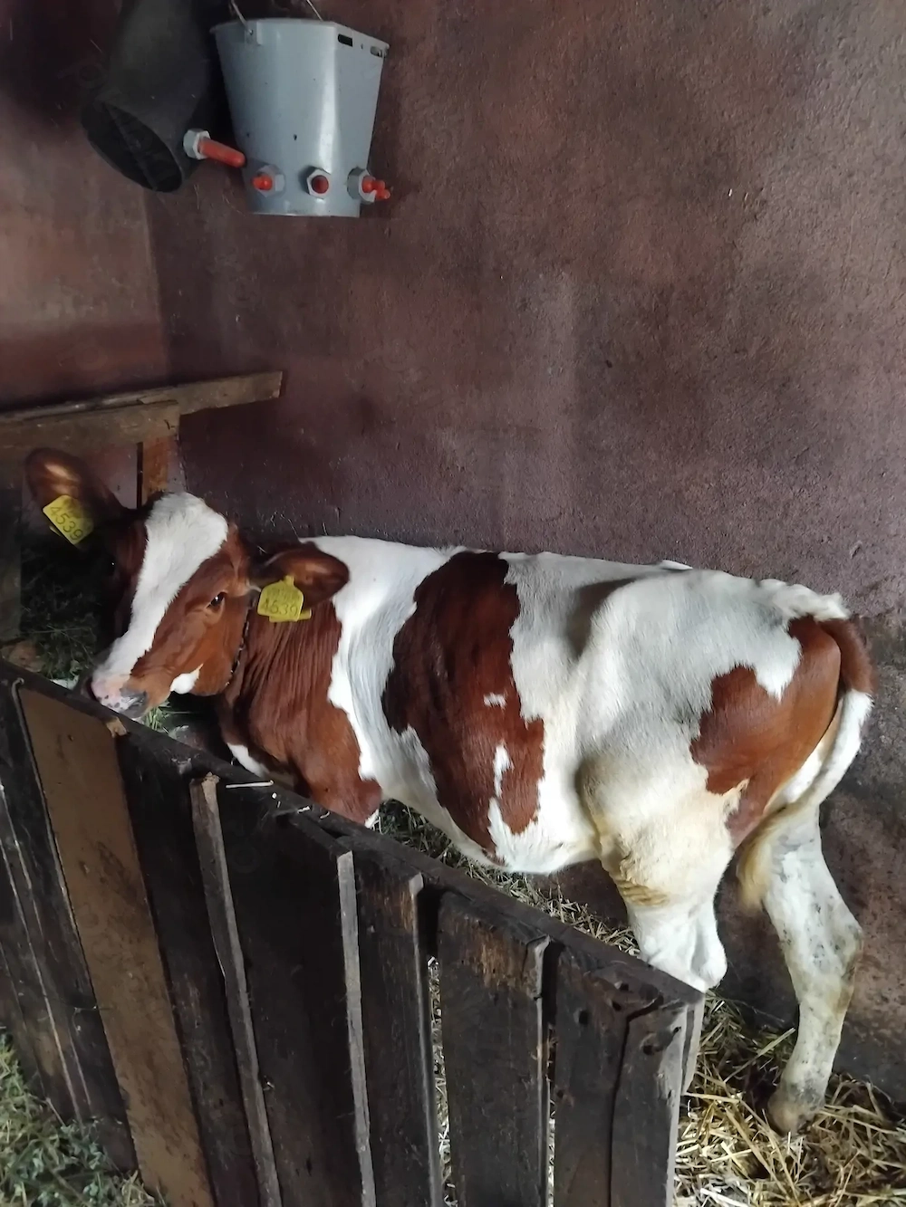 Vitele red holstein 3 bucati de 5 luni