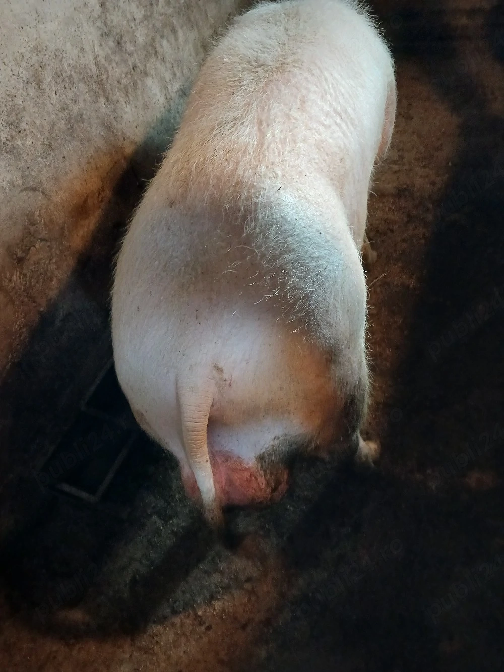 Vind vier rasa de carne