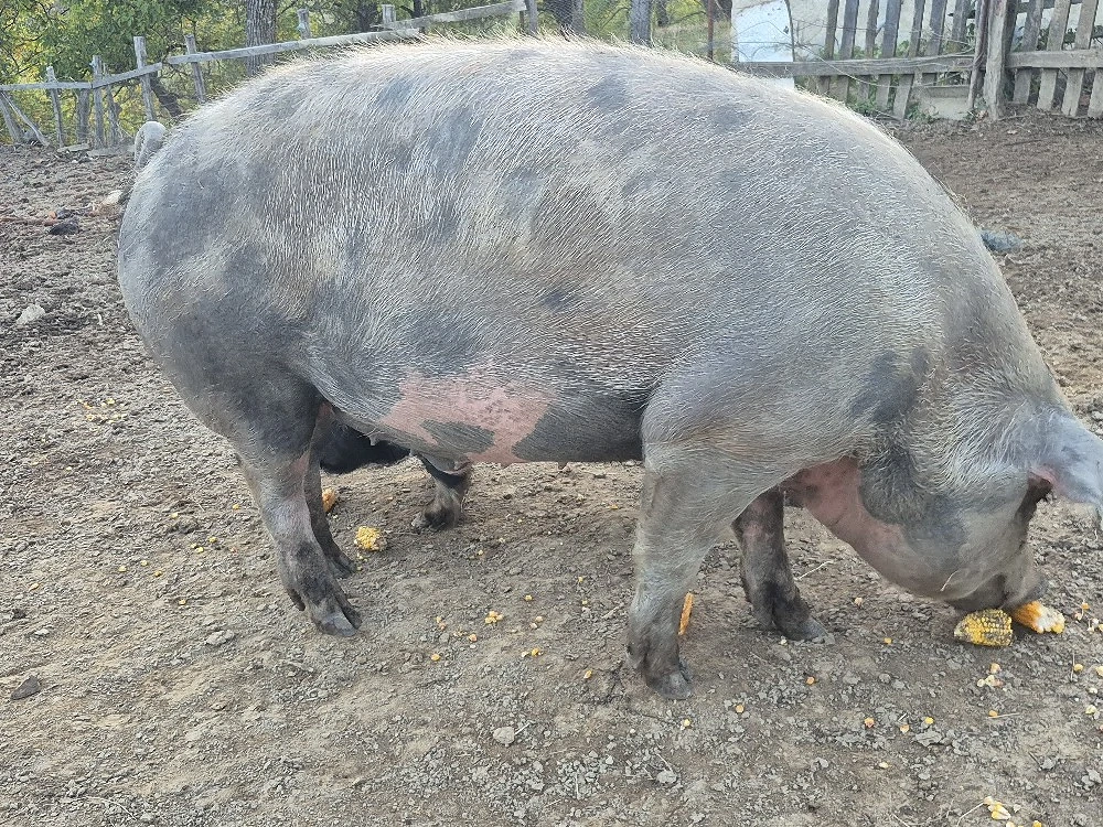 porc de tăiat