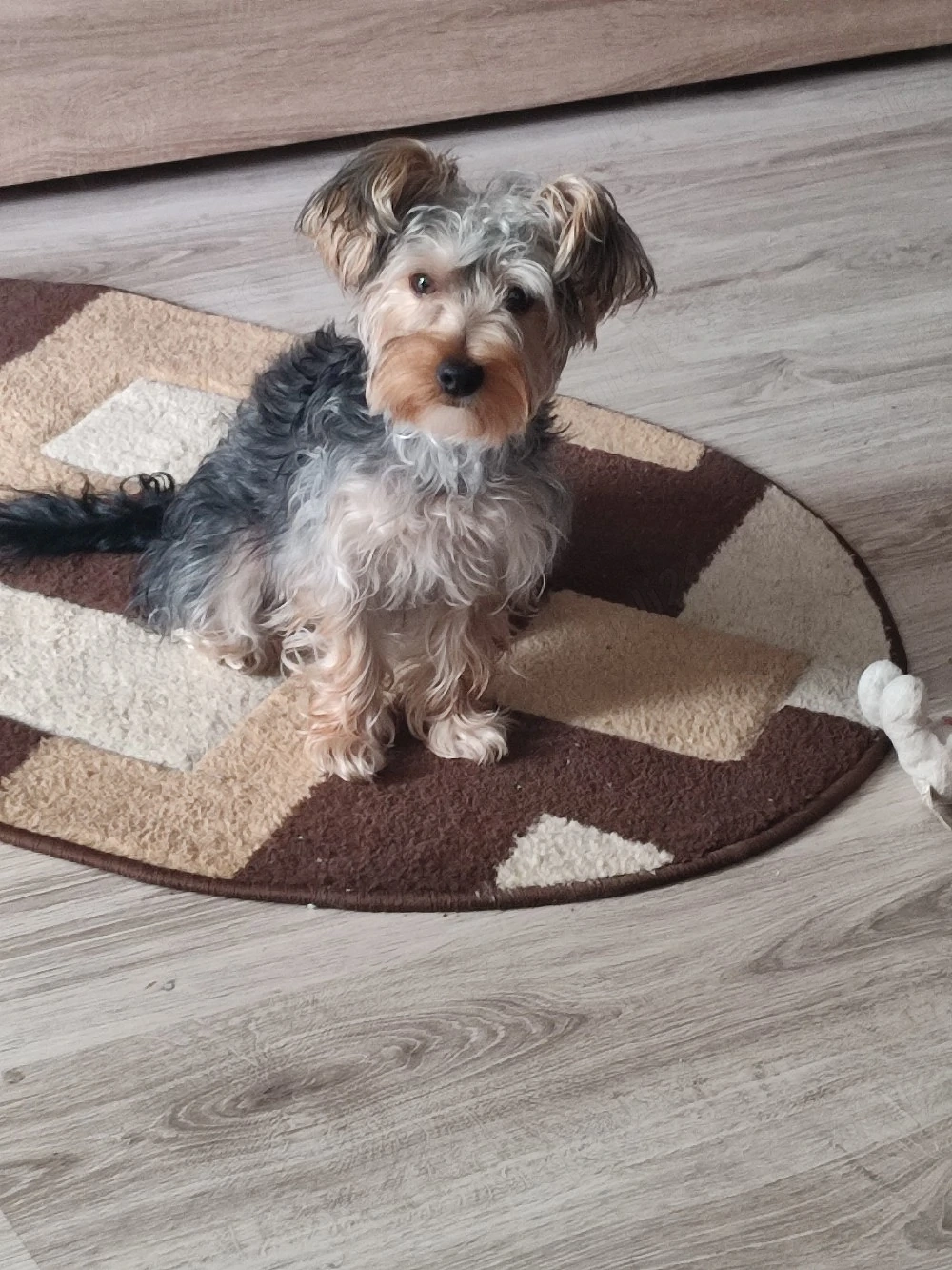 Vand pui Yorkshire Terrier minitoy 