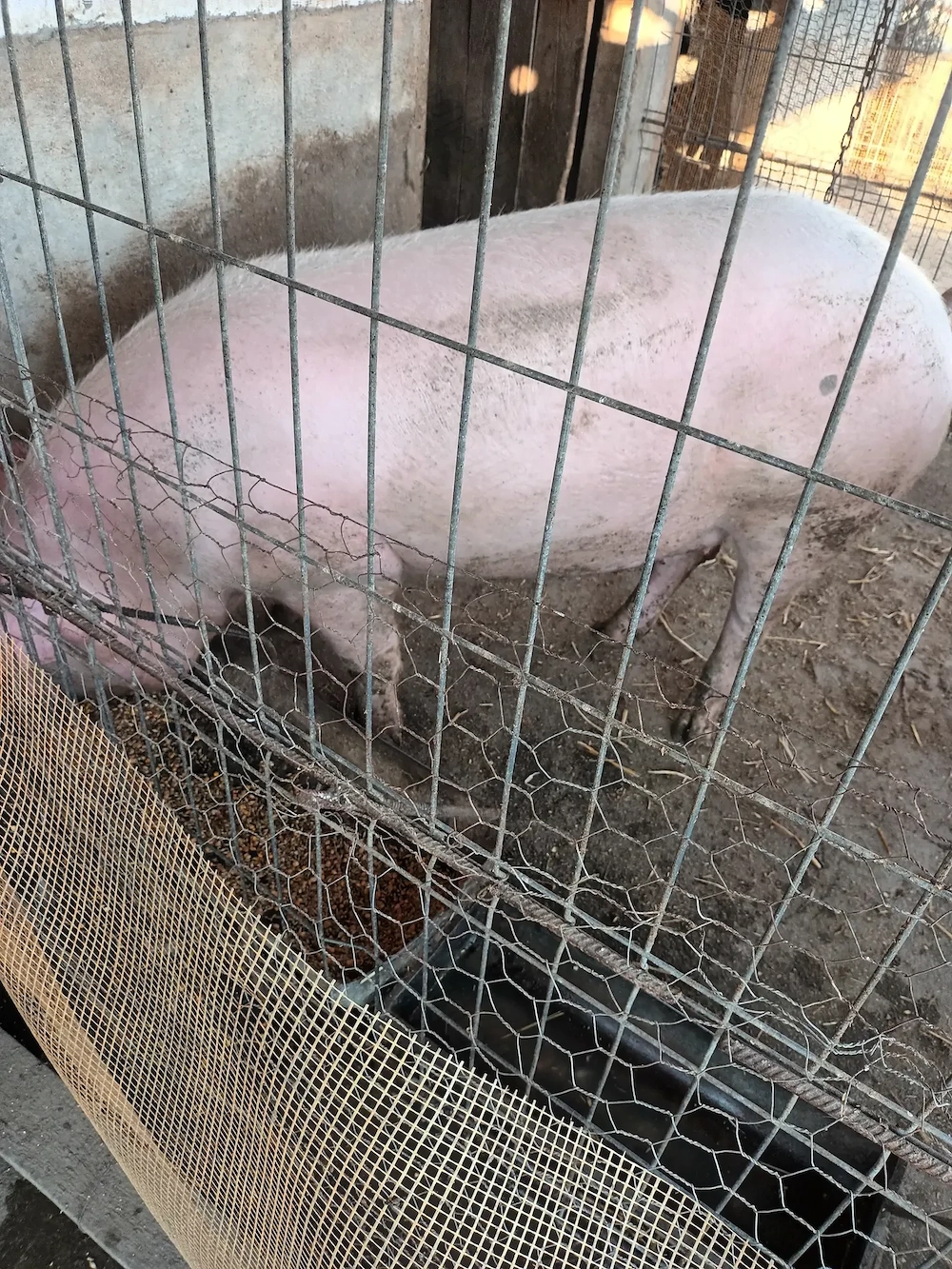 Porc de vanzare 200kg
