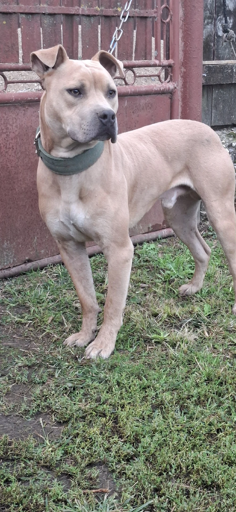 amstaff disponibil