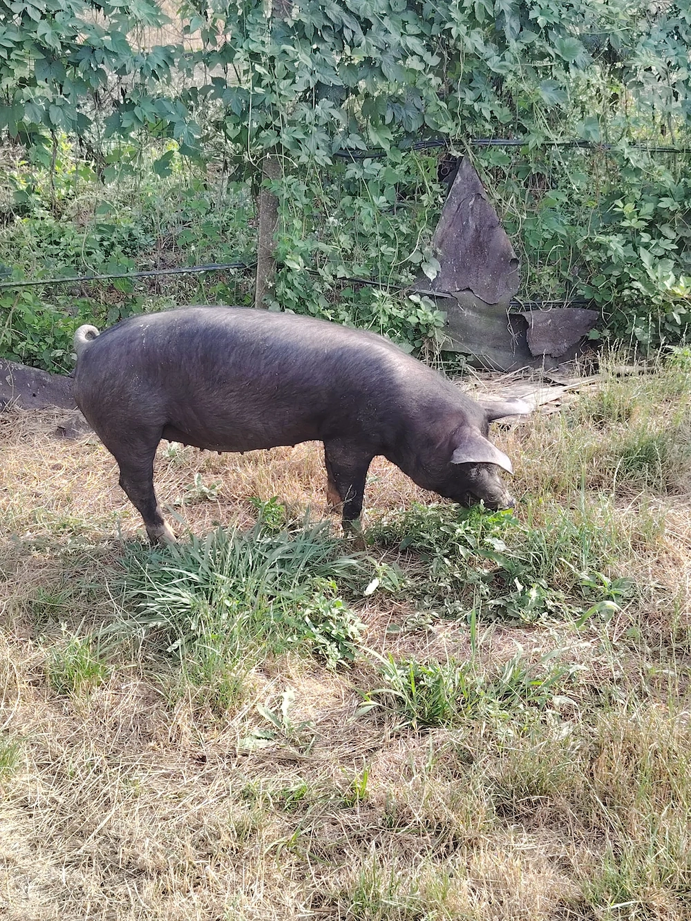 Vând Purcei Pietrain și Landrace