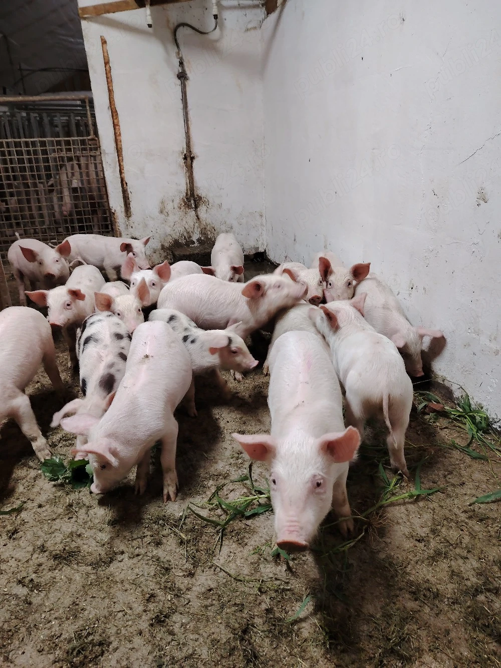 Porci și purcei