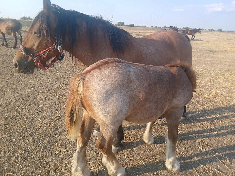 Vând cai sau dau la schimb pe mașină 