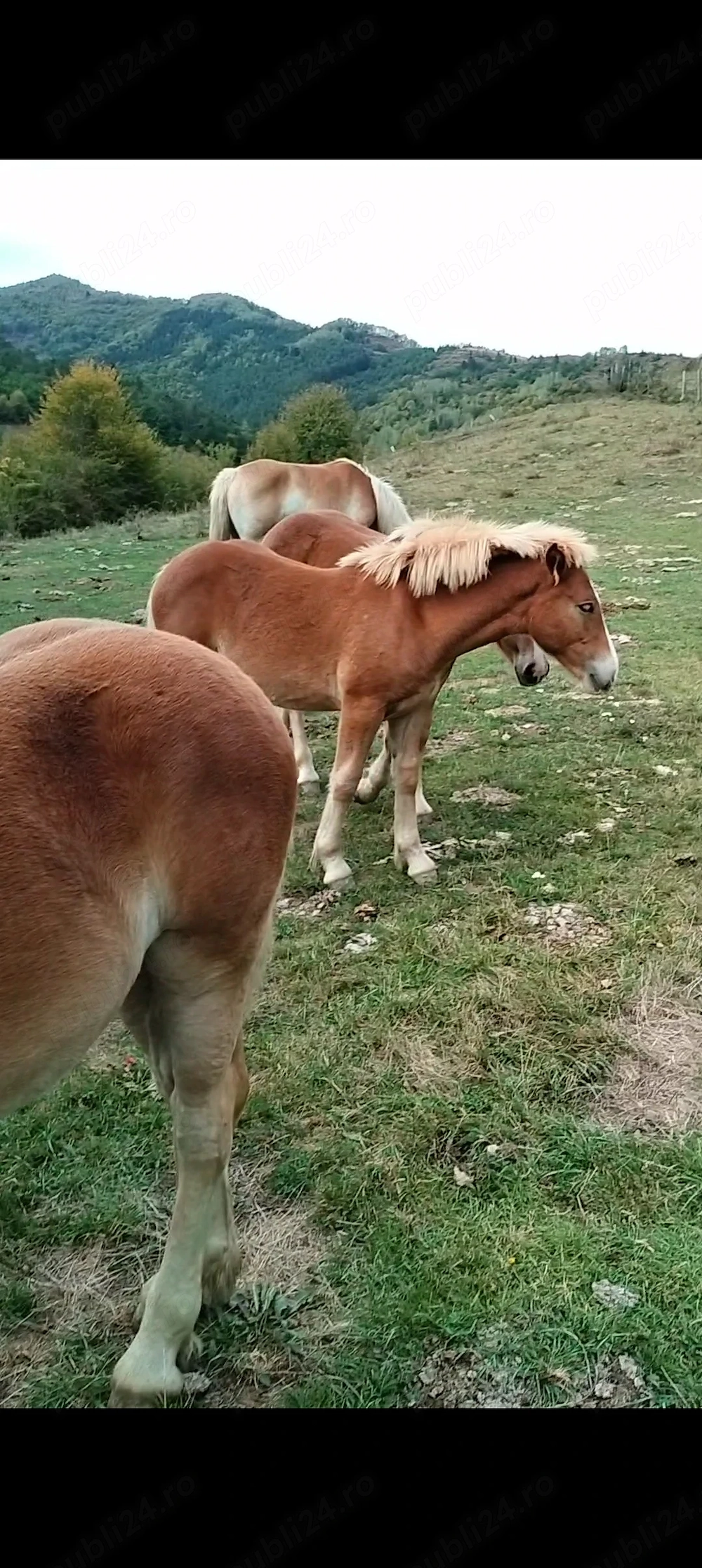 Vînd mînzi din cai grei 