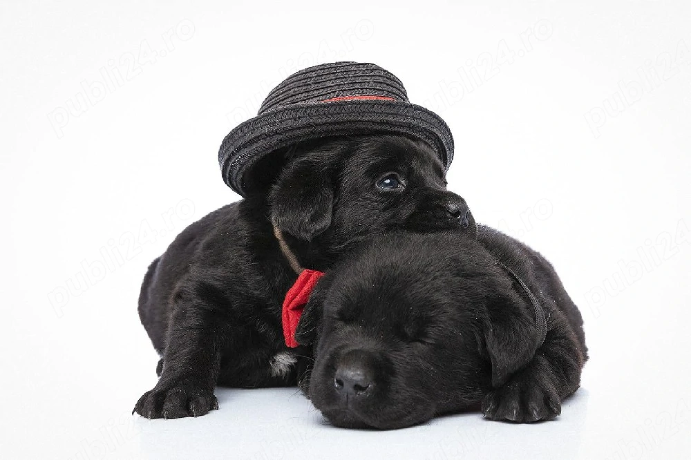 PUI Labradori
