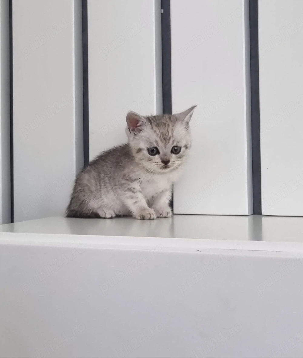 Fetita British Chinchila