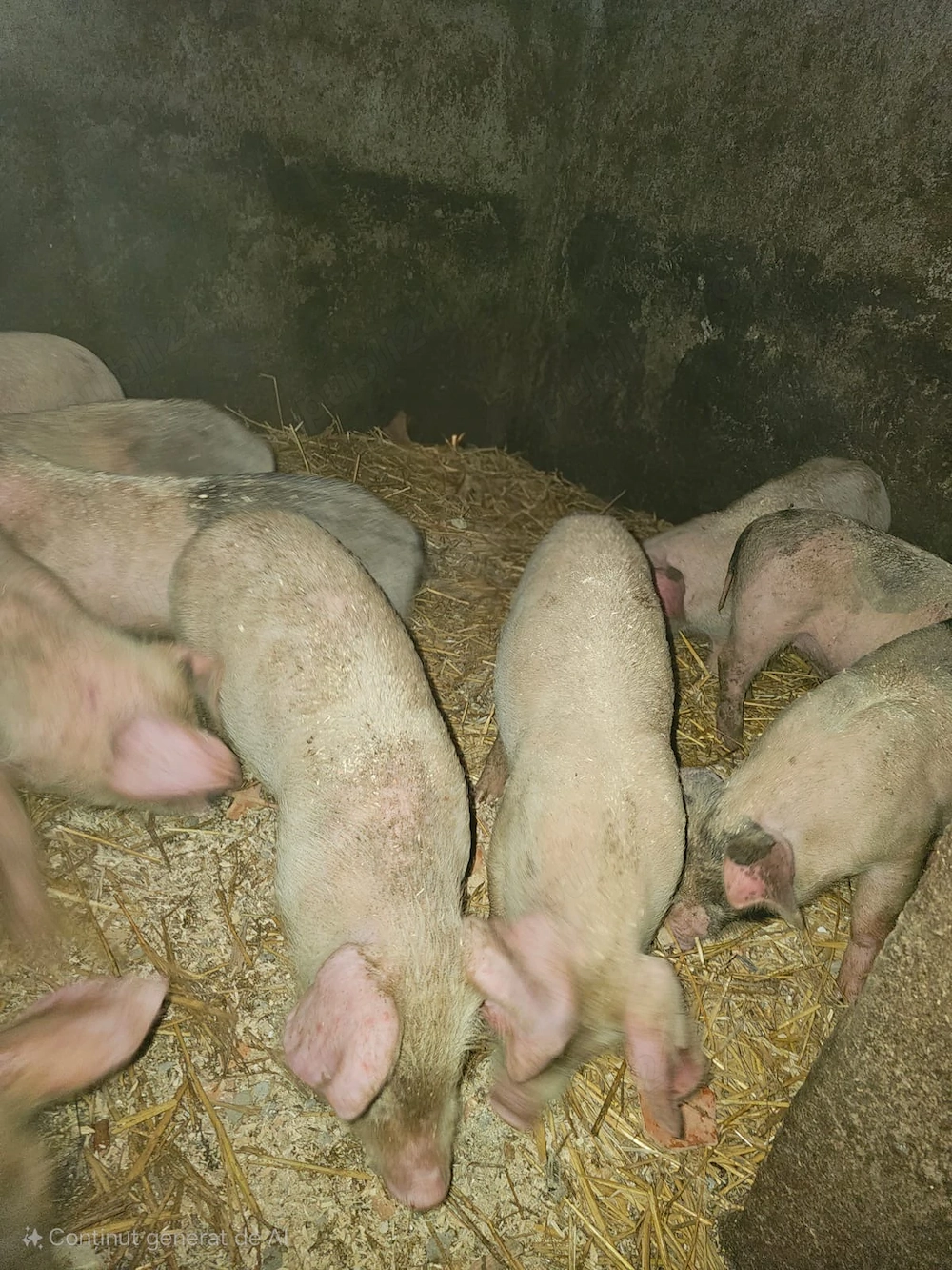 8 purcei de vânzare marele alb cu Bazna 8 săptămâni 