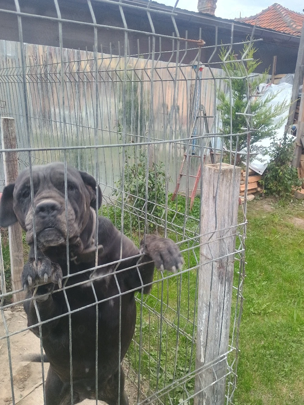 schimb  cane corso