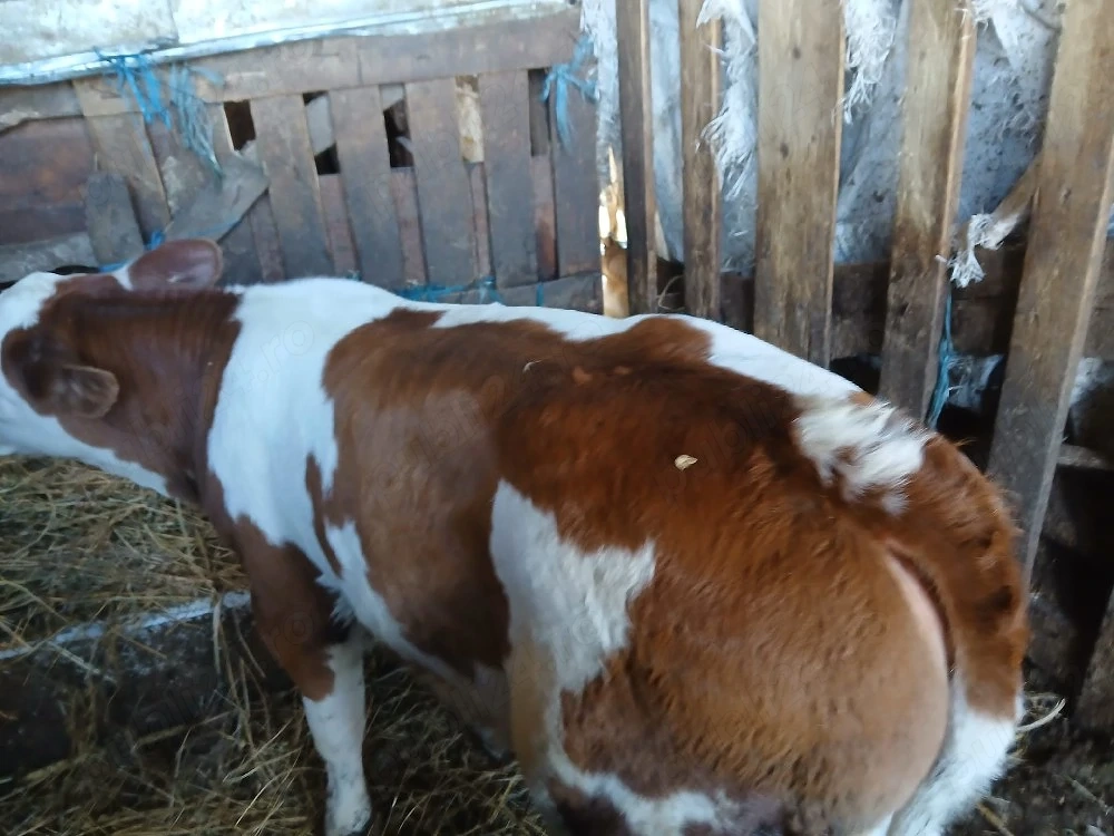 Vând viței
