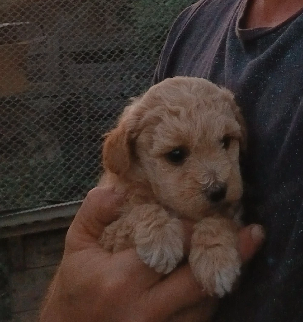 maltipoo  maltese cu pudel
