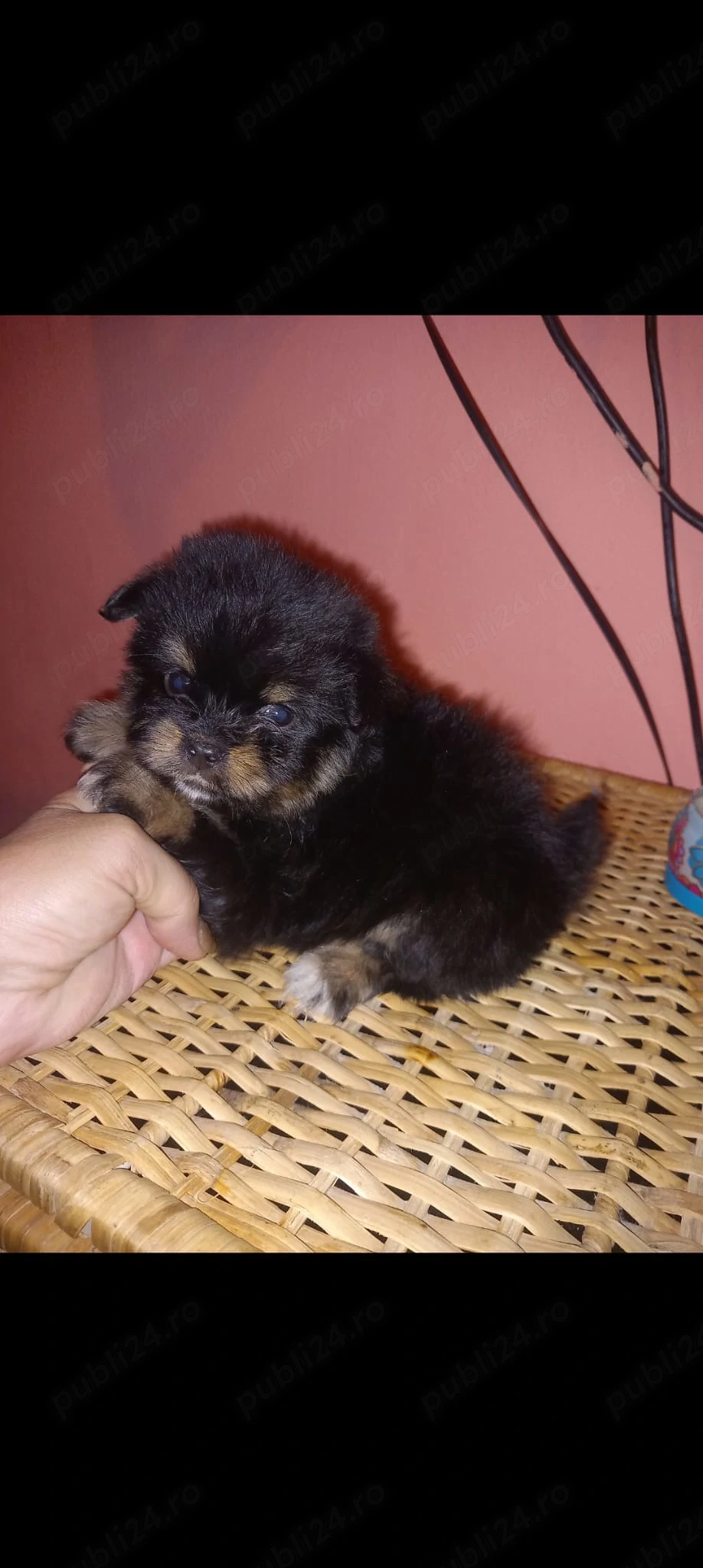 Pomeranian cu Yorkshire terier, 3 fetițe superbe.