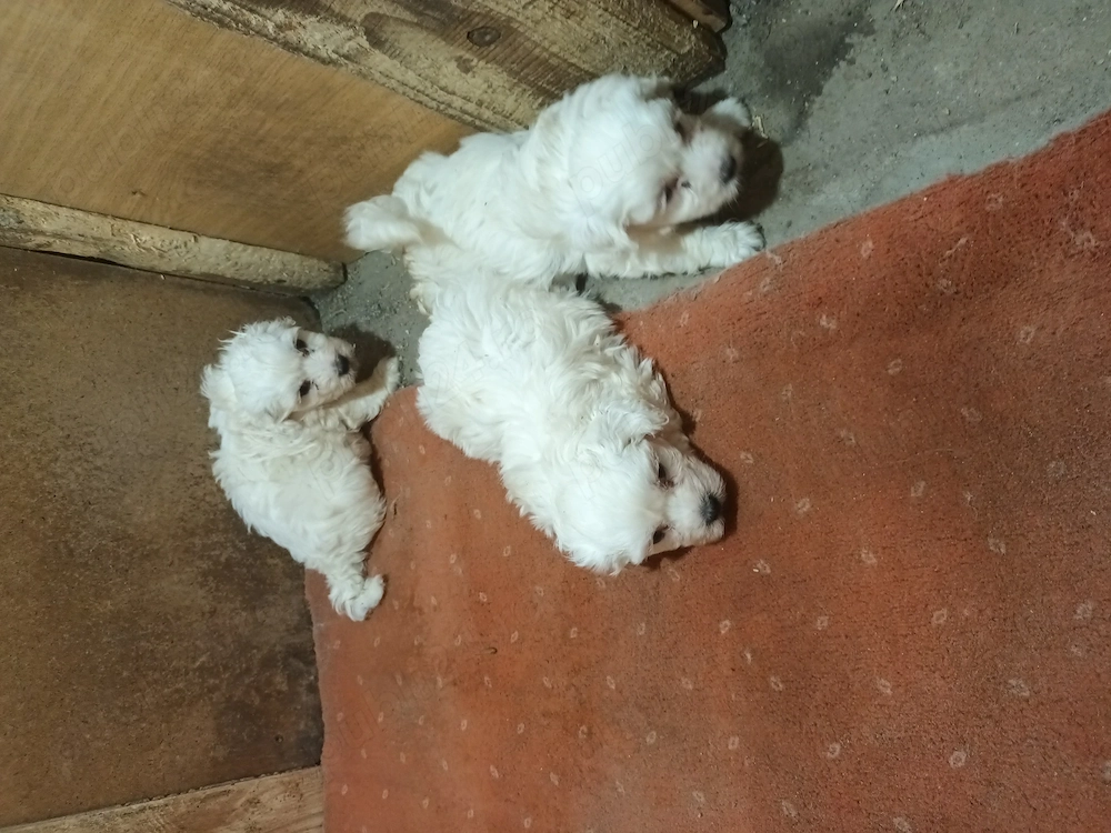 Catei bichon maltez 