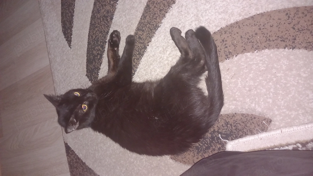 Adoptie pisicuta