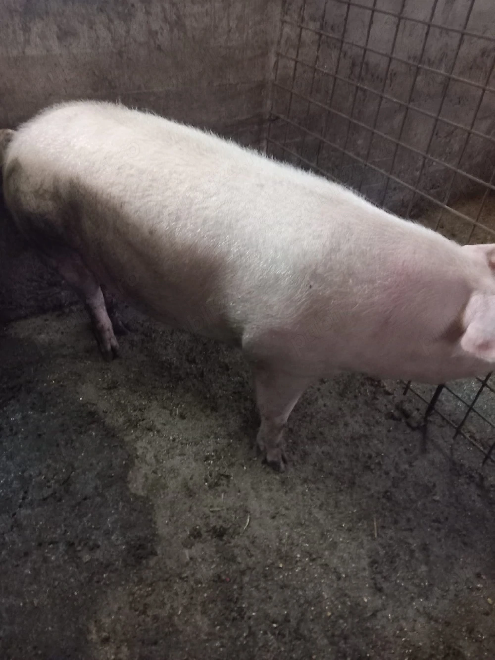 de vanzare porci mari