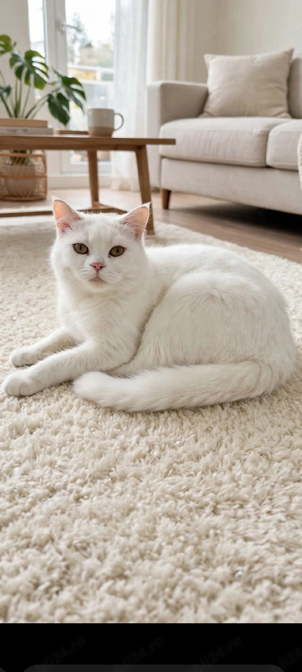 pisicuta British Shorthair alb!!!