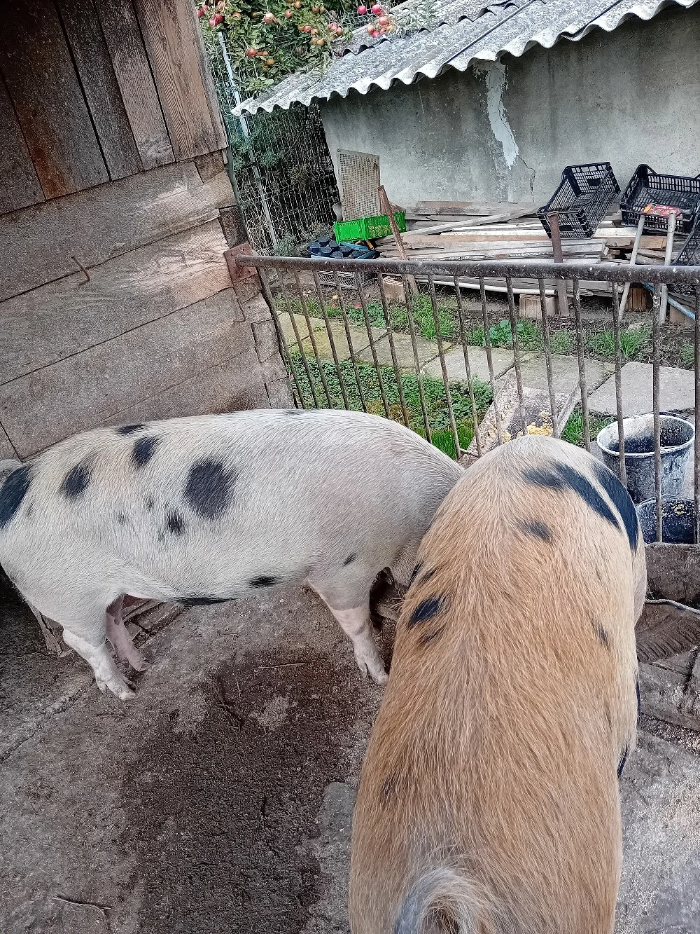 vand porc 