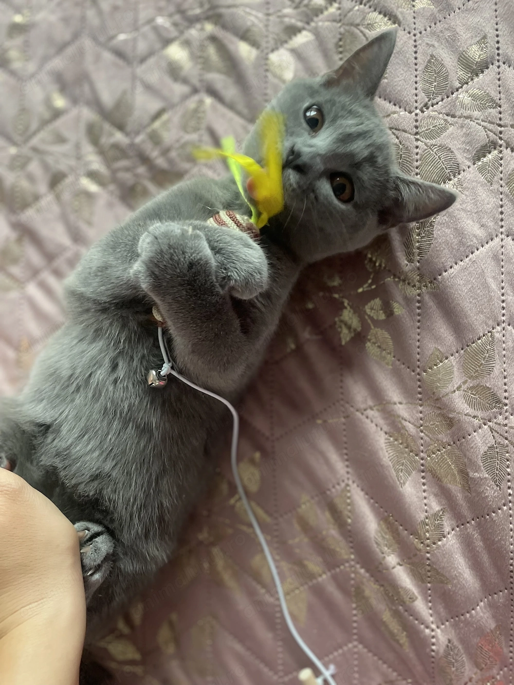 Pisicuta deosebita de British Shorthair Blue