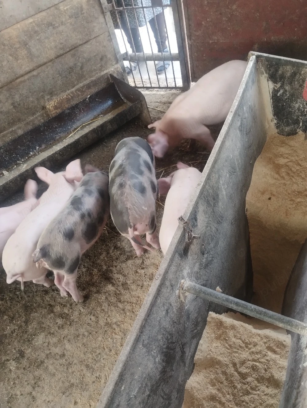 Vand 6 purcei, 12 săptămâni, 300Ron.