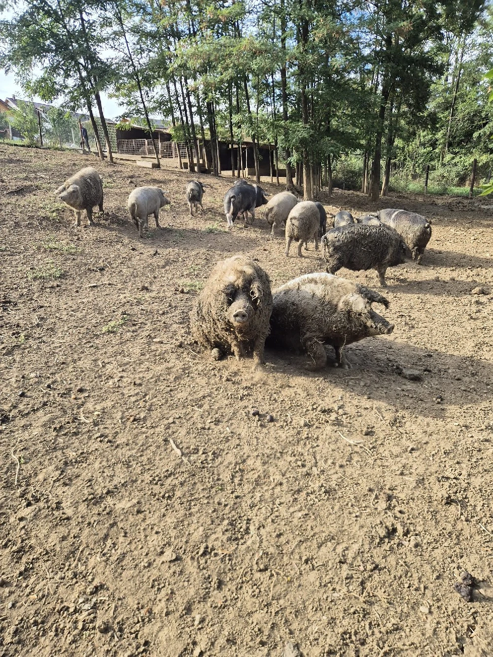 Porci Mangalita 70-250 kg
