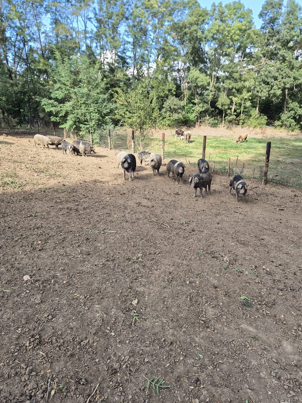 Porci mangalita