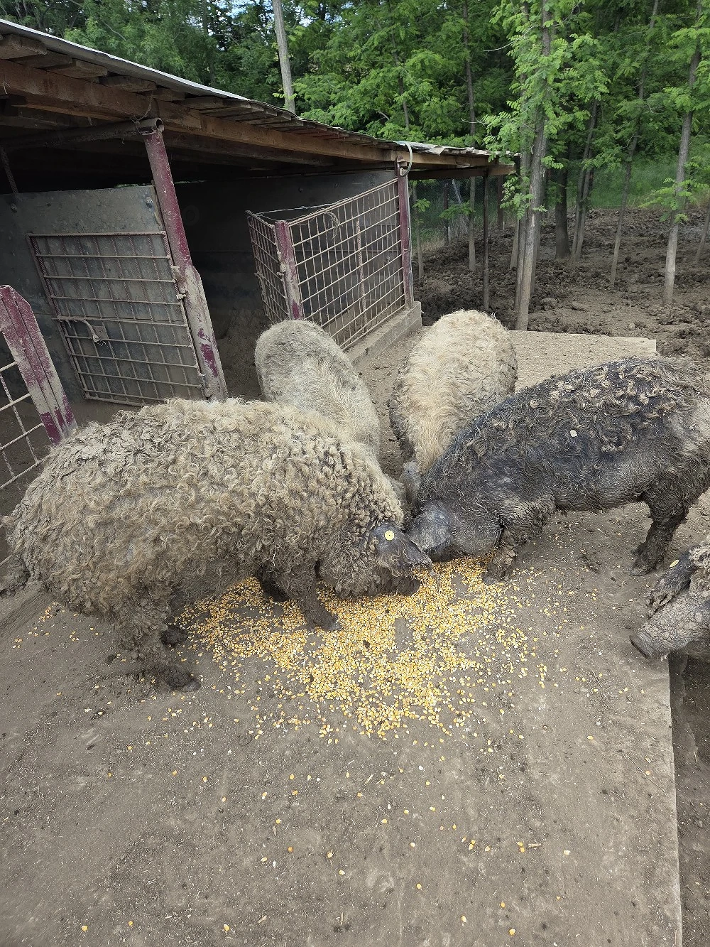 Porci mangalita