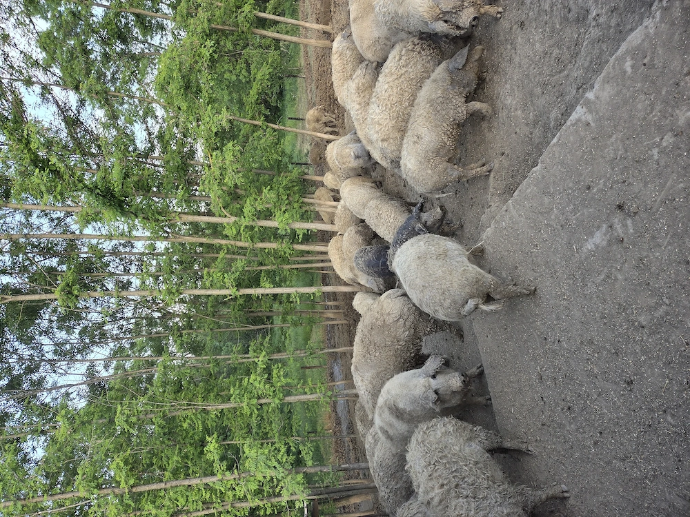 Porci mangalita