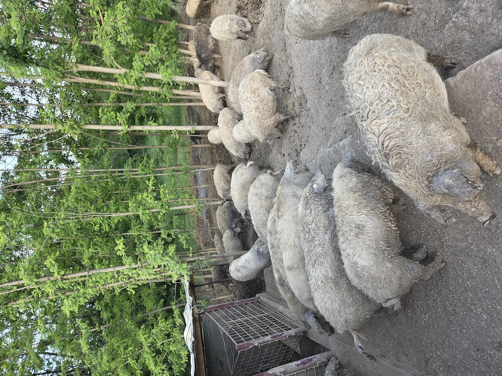 Porci mangalita
