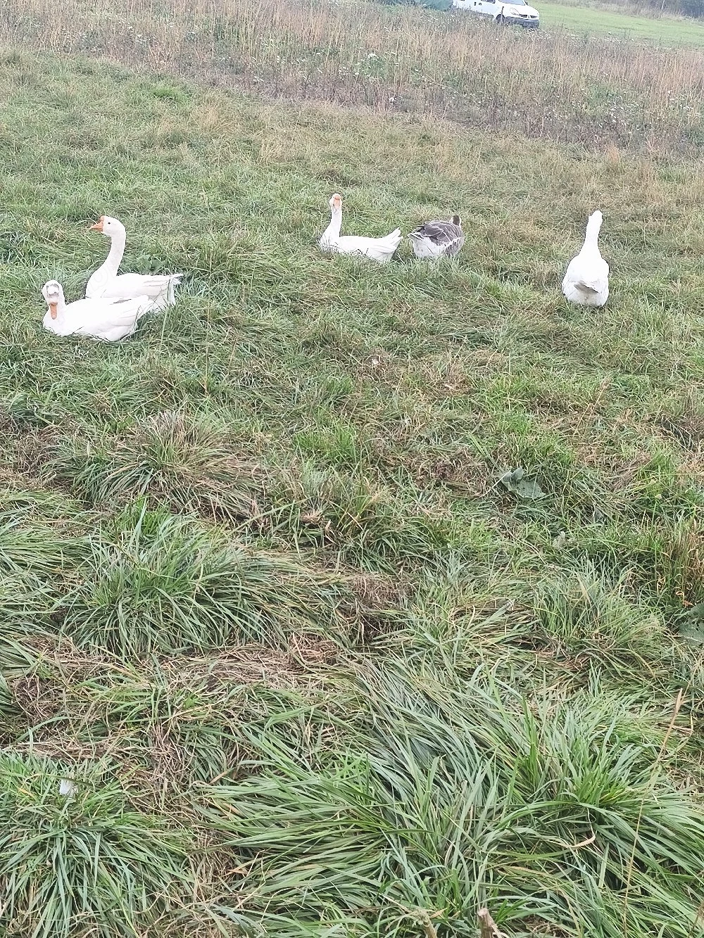 gâște si gâscani 