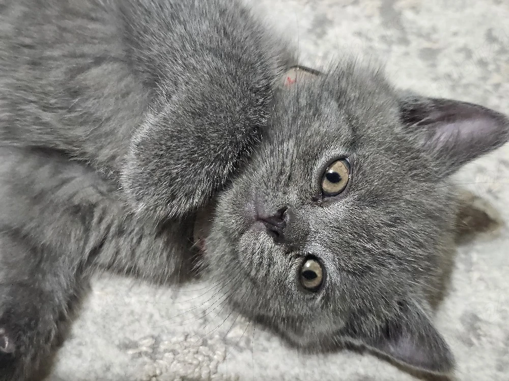Fetiță British Shorthair