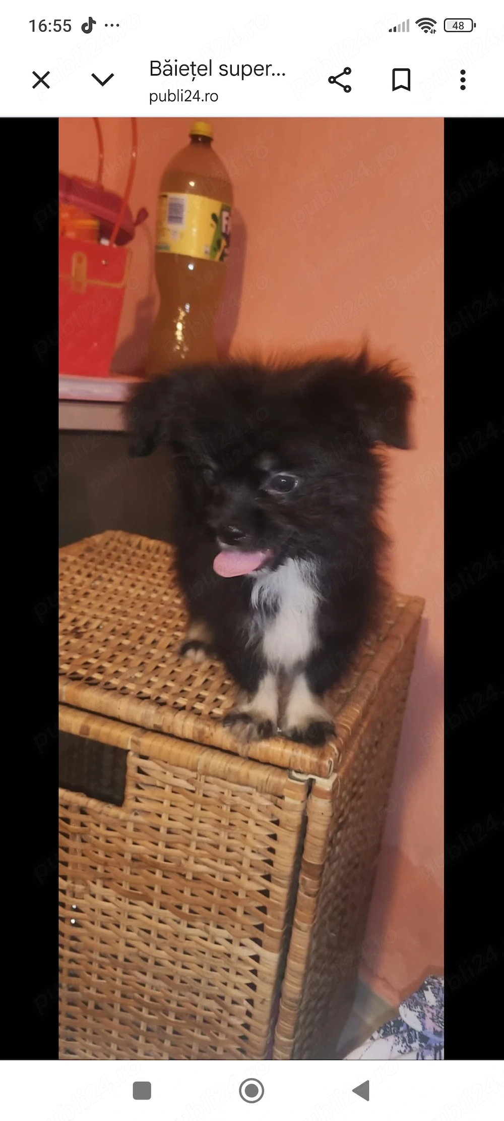 Shih.Tzu cu Pomeranian