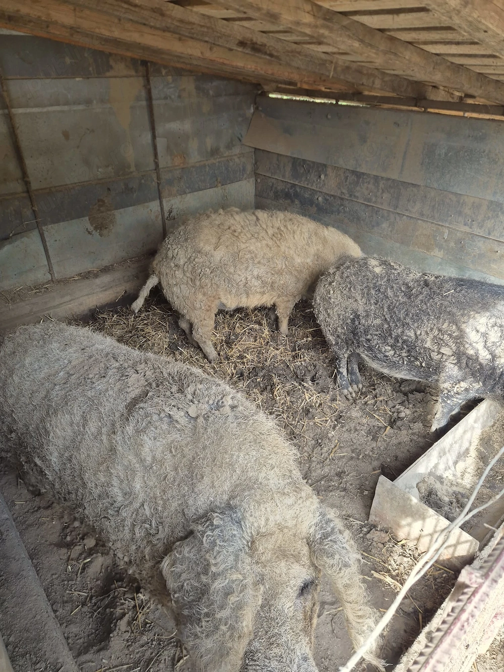 Purcei si Porci mangalita