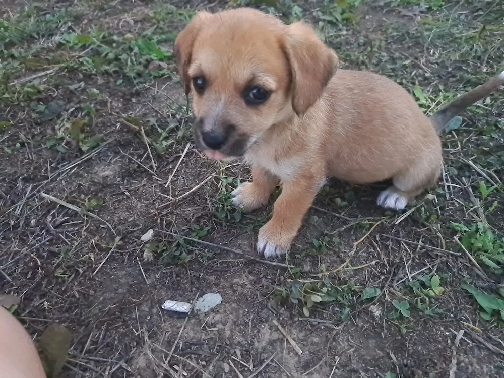 Donez căței talie mică 