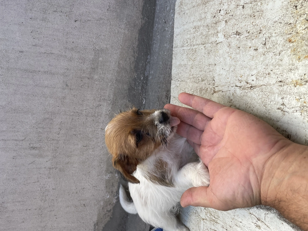 Jack Russel terrier din părinți cu pedigree 