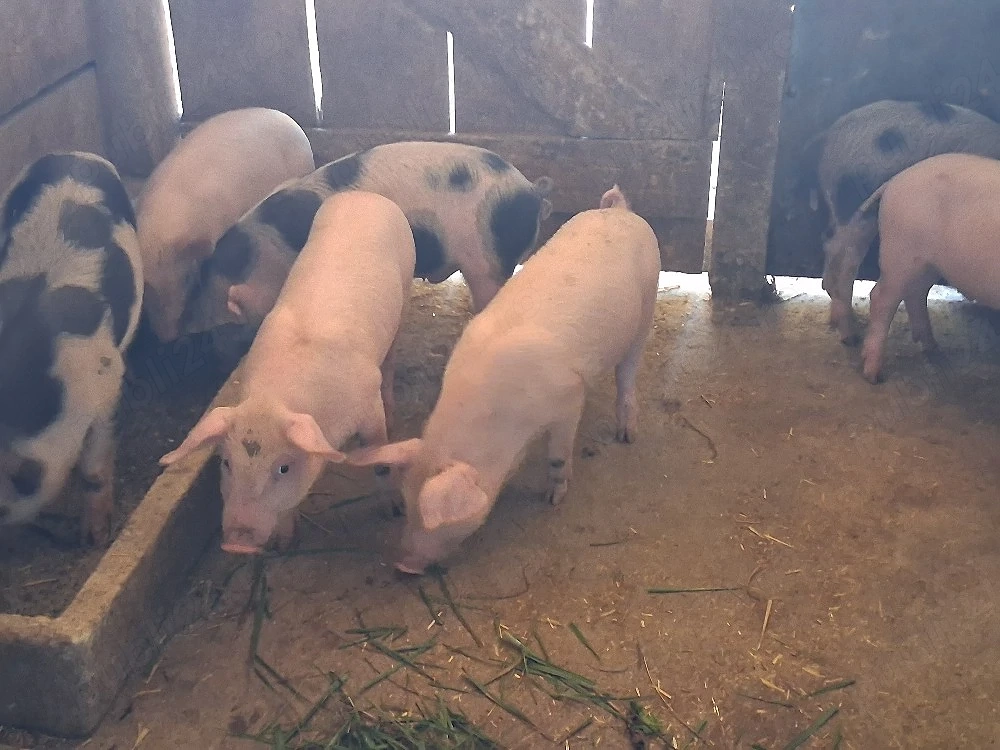 vând 7 purcei de 10 săptămâni, medie 18 kg
