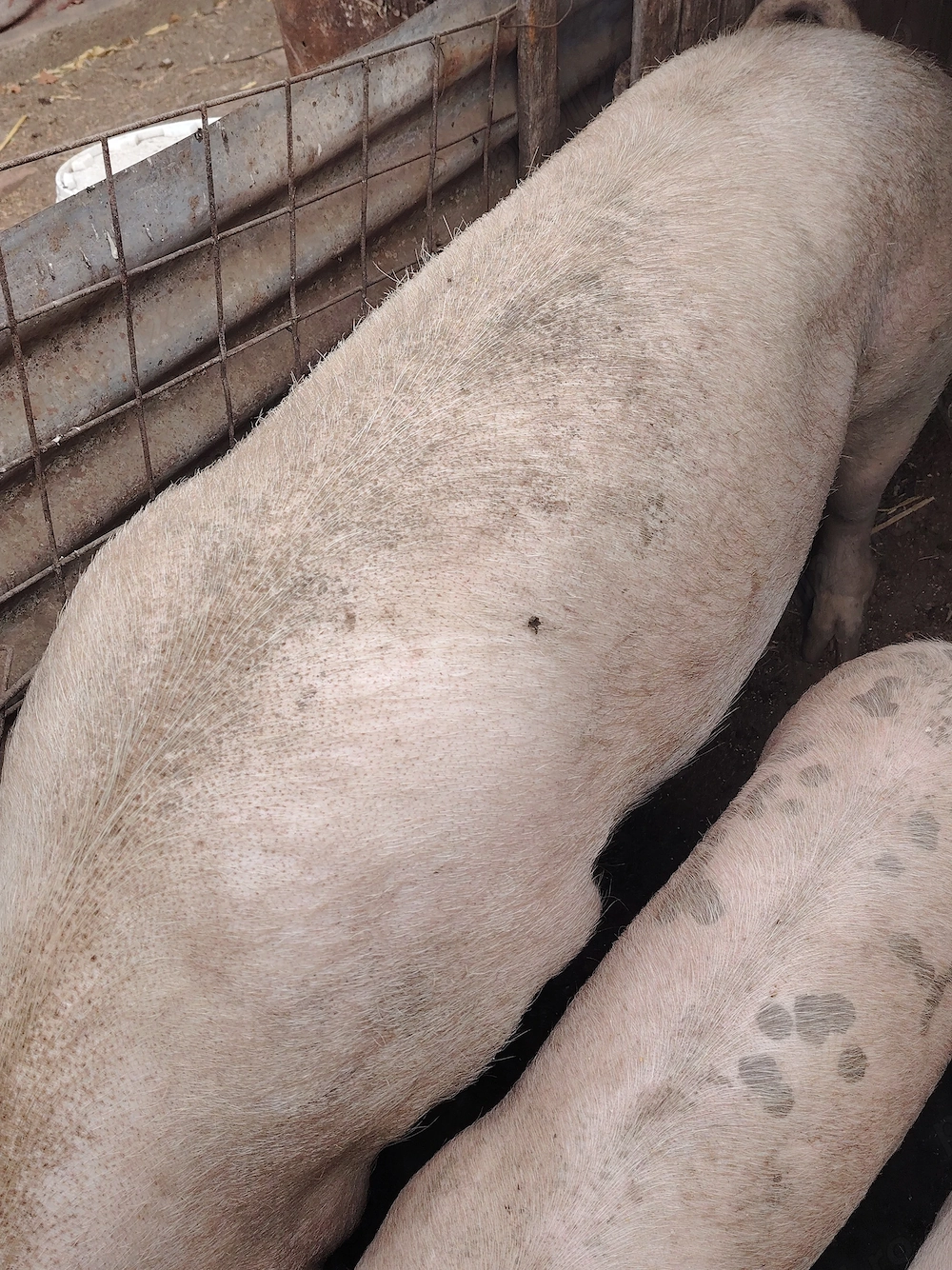 Disponibilă cca 250 kg