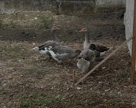 130 lei vând 3 gaste și un gânsac, rațoi Pekin