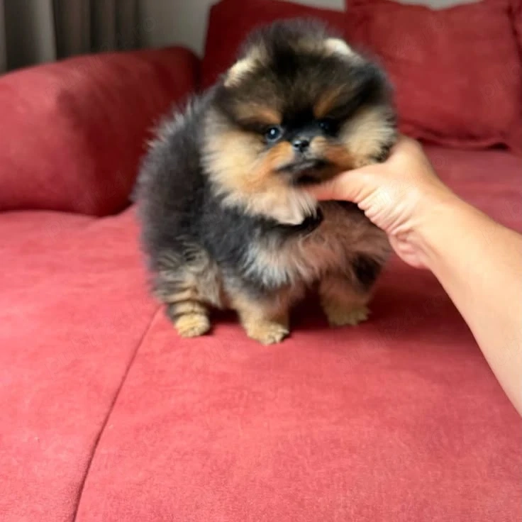 Pomeranian Ursuleț Deosebit 