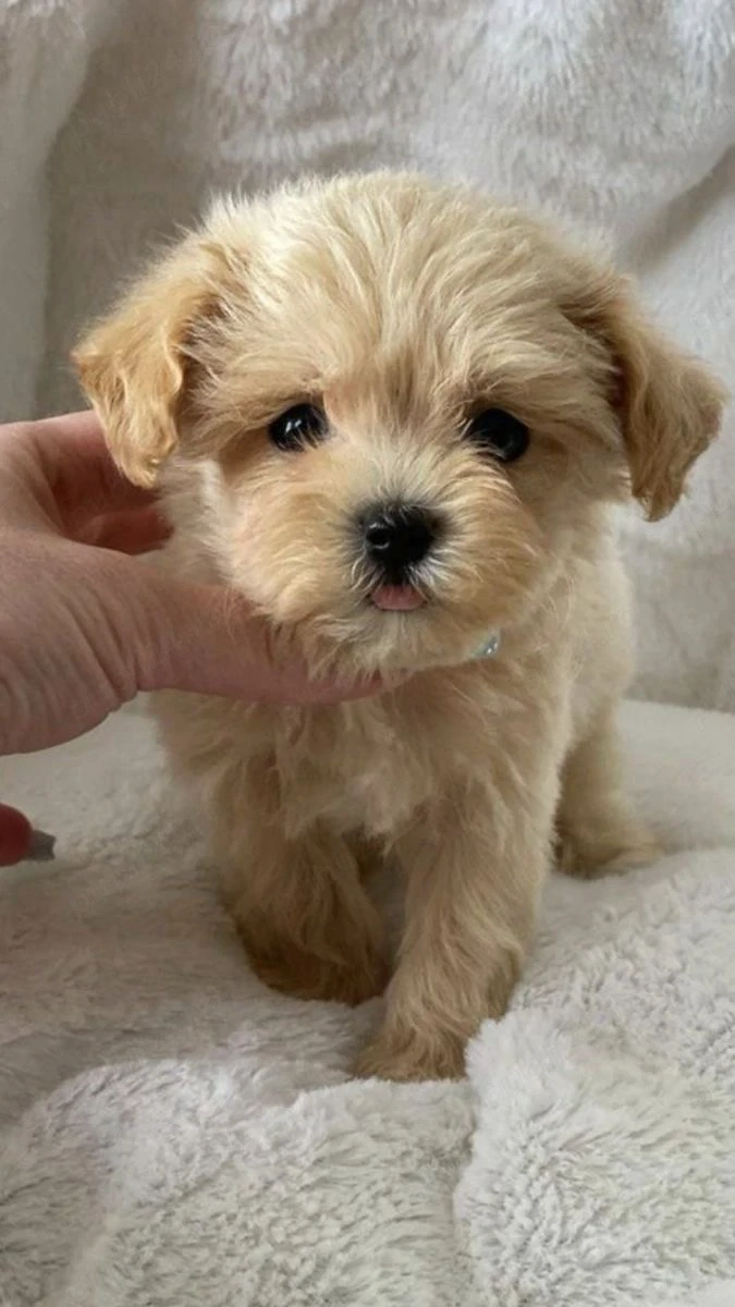 Maltipoo  Pudel 