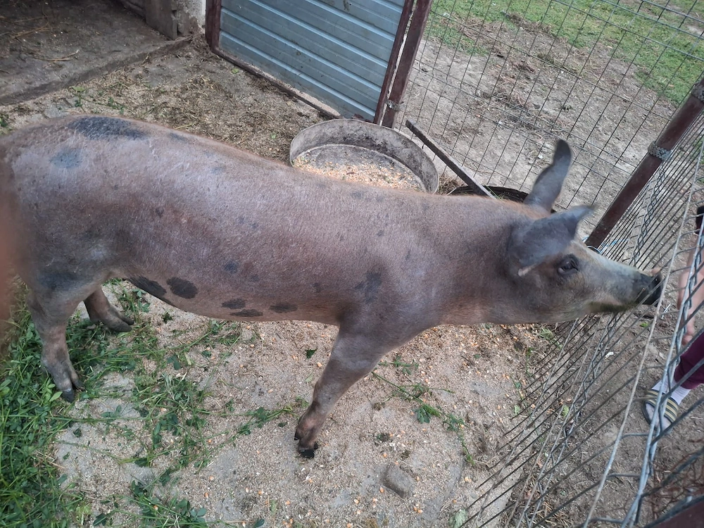 Vand scroafa rasa duroc