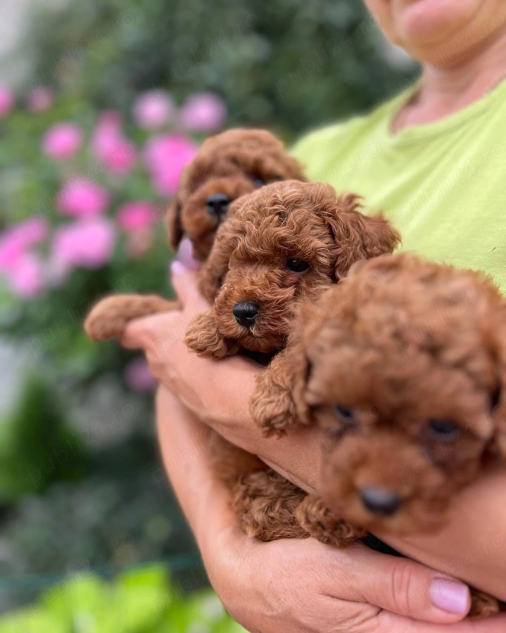 Pui din rasa Caniche Poodle Toy calitate de top 