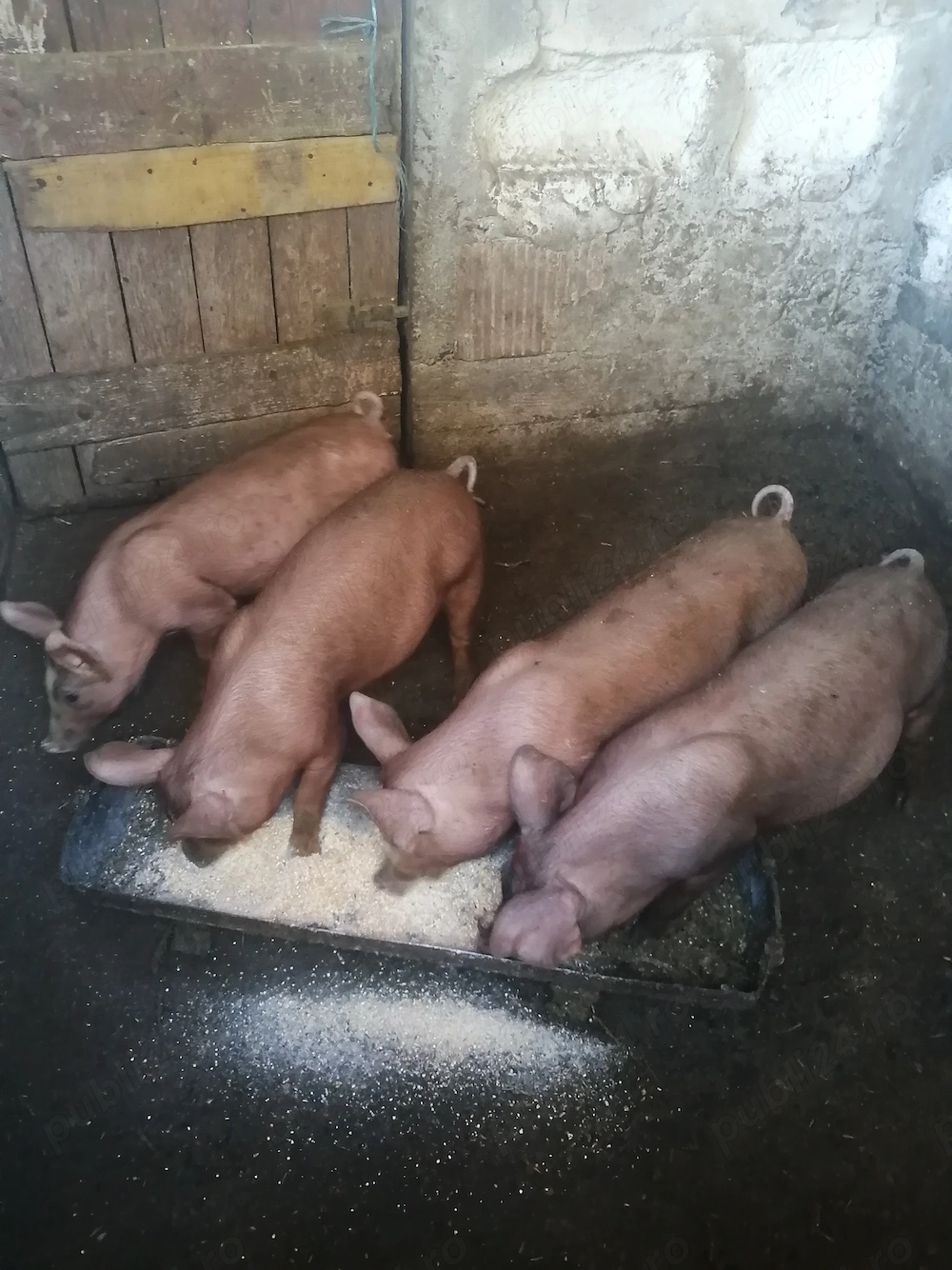 Vând 3 purcei de 12 săptămâni 